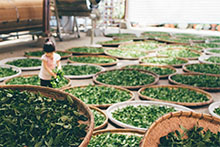 Industria del té